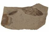 Fossil Leaf (Decodon?) - McAbee, BC #237723-1